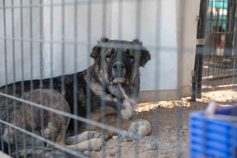 মহিলার পরিচিতরা জানিয়েছেন, পশুপাখি, কীটপতঙ্গদের নিয়ে থাকতেই পছন্দ করেন তিনি। তাদের ছাড়া থাকতে পারেন না। কোথা থেকে এত পশুপাখি তিনি সংগ্রহ করলেন, তা-ও জানা গিয়েছে পরিচিতদের বয়ান থেকেই।