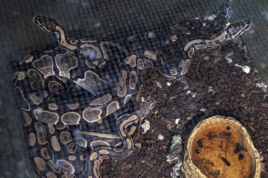 কারিনের এক পরিচিত জানান, নিকটবর্তী একটি পশু সংগ্রহশালা বন্ধ হয়ে যাচ্ছিল। খবর পেয়ে সেখানে ছুটে গিয়েছিলেন কারিন। পশুপাখিগুলি যাতে ‘ঘরছাড়া’ না হয়ে যায়, তাই তাদের আশ্রয় দেন তিনি।