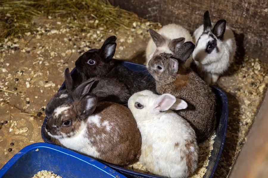 প্রশাসনের তরফে জানানো হয়েছে, উদ্ধার করা পশুপাখিগুলিকে বাঁচানো যাবে। তবে যে পরিবেশে তাদের রাখা হয়েছিল, সেখানে আর বেশি দিন থাকলে সকলের মৃত্যু হতে পারত। প্রাণীর বেঁচে থাকার উপযোগী পরিবেশ কারিনের বাড়িতে ছিল না বলে অভিযোগ। 