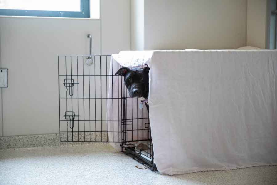 কারিনের বিরুদ্ধে আনা অভিযোগগুলি প্রমাণিত হলে তাঁর জেল পর্যন্ত হতে পারে বলে মনে করছেন অনেকে।