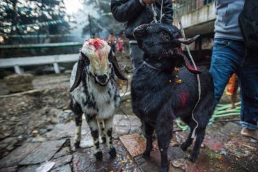  তবে প্রদীপের নীচে যেমন থাকে কালিমা আর অন্ধকার, তেমনই এই বাঁধভাঙা আলোর পিছনেই থাকে নানা নিষ্ঠুর নিয়ম কানুনের বেড়াজাল। 