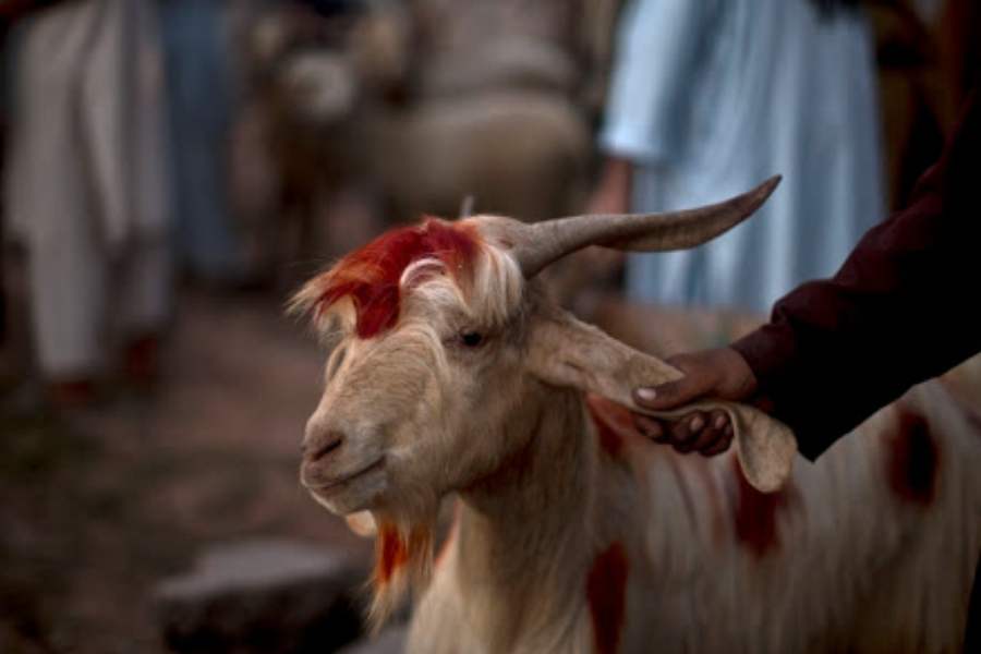 কালীপুজো মানেই আগে ছিল ধরাবাঁধা পশুবলি। দেবীকে তুষ্ট করতে উৎসর্গ করা ছাগল, মোষের মতো অবলা, নিরীহ প্রাণ। তাতেই আশীর্বাদ মেলে দেবীর? 
