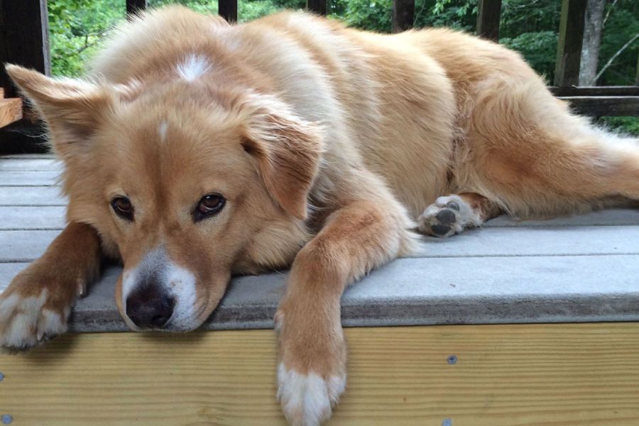 দুই পোষ্যই অত্যন্ত শান্ত স্বভাবের ও কেউ তাঁদের উঠোনে ঢুকে না এলে কুকুরগুলি ডাকে না বলেও দাবি করেন তিনি।