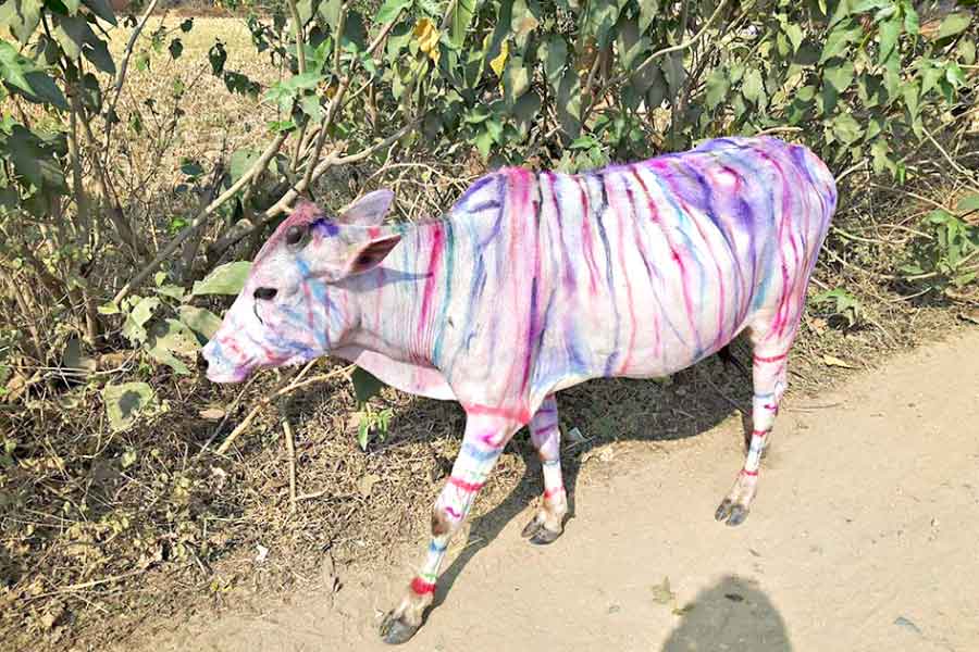 রঙিন: বাঁদনা পরবের দিন নানা রঙে সাজানো হয় গবাদি পশুদের