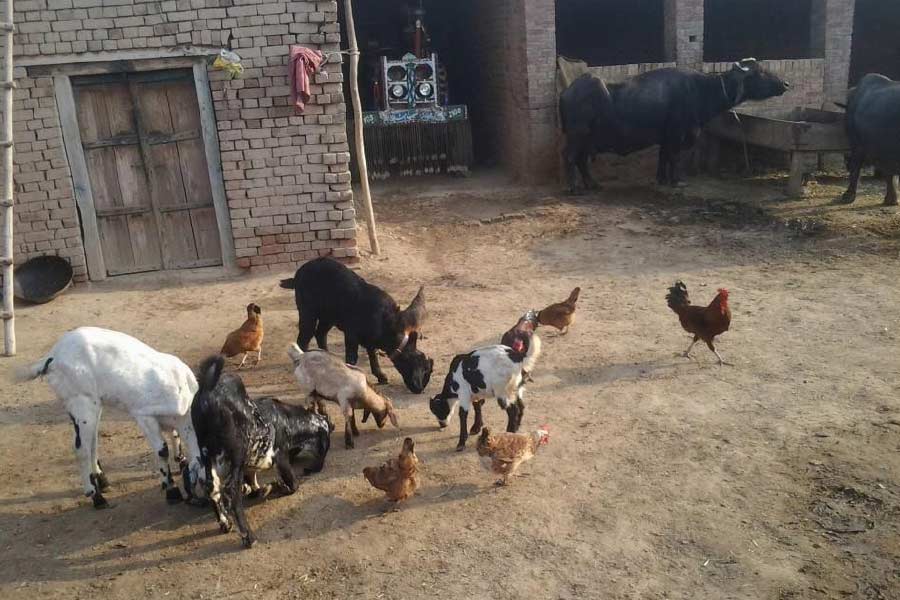 মারাম্মা আরও জানান যে, এঙ্গালাওয়াড়ির কাছে মহাদেশশ্বরা মন্দির থেকে পবিত্র জল এবং রাগি শস্য এনে গবাদি পশুদের খাওয়ালে তাদেরও প্রাণে বাঁচবে।