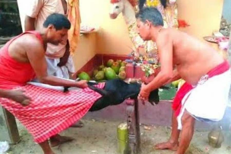 এই পুজোর রীতি অন্য পুজোর থেকে সম্পূর্ণ আলাদা। এই পুজোতে পাঁচ রকমের বলির নিয়ম রয়েছে — পাঁঠা, হাস, মেষ, পায়রা ও মাগুর মাছ। আগে অবশ্য কচ্ছপও বলি দেওয়া হত। তবে এখন তা হয় না।