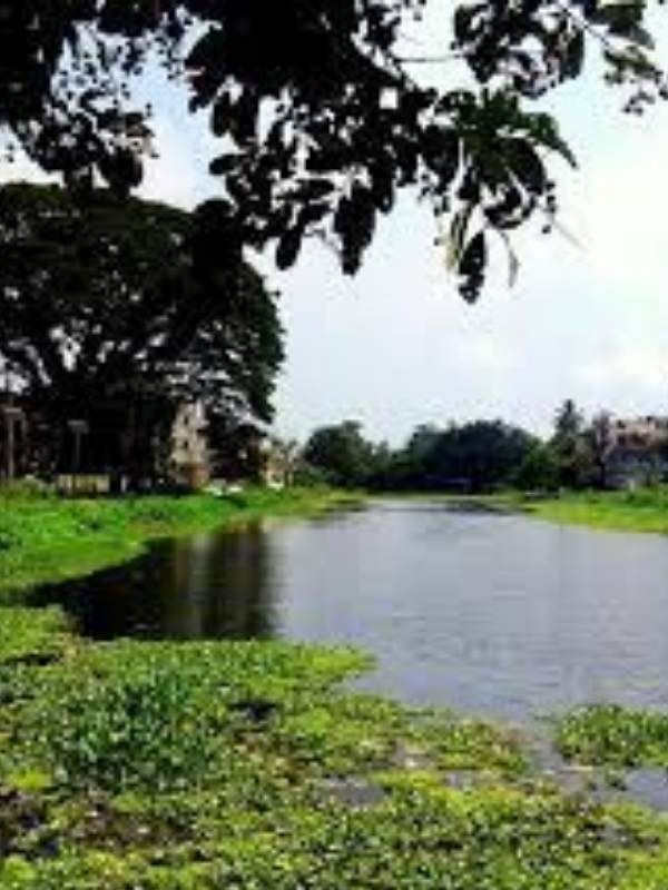 পুজোর পরের দিন সকালের পুজো শেষে ‘বড় তারা’কে লম্বা দিঘিতে বিসর্জন দেওয়া হয়।