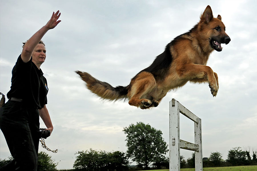 মনে করা হয়, ওসামা বিন লাদেনকে মারার জন্য যে সামরিক বাহিনীকে আমেরিকার তরফে পাঠানো হয়েছিল, সেই দলে বিশেষ ভাবে প্রশিক্ষণপ্রাপ্ত একটি কুকুর ছিল। সে-ই নাকি এই অভিযানে পথ দেখানোর কাজ করেছিল। সেই খবরের জেরে সেই সময় বিশ্ব জুড়ে তোলপাড় শুরু হয়। তবে আমেরিকায় কোনও প্রাণীকে চরবৃত্তির কাজে লাগানোর ইতিহাস আরও পুরনো। আমেরিকার গোয়েন্দা সংস্থা সিআইএ চরবৃত্তির কাজে লাগাতে চেয়েছিল বিড়ালকেও। বিড়ালকে গুপ্তচর বানানোর প্রচেষ্টায় কোটি কোটি টাকা খরচও করে আমেরিকা।