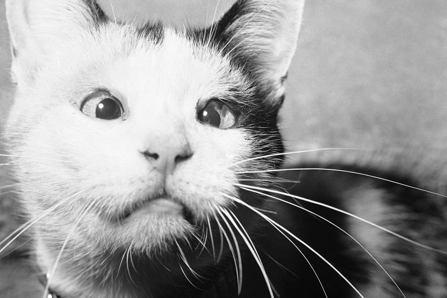 সিআইএ কর্তাদের মনে হয়েছিল, দোর্দণ্ডপ্রতাপ আমেরিকা যে গুপ্তচর হিসাবে বিড়াল ব্যবহার করবে, সোভিয়েতরা তা স্বপ্নেও কল্পনা করতে পারবে না।