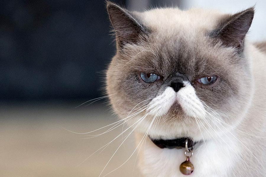 সিআইএ কর্তাদের পরিকল্পনা ছিল, বিড়ালের শরীরে শব্দ রেকর্ড করার যন্ত্র লাগিয়ে দেওয়া যাতে সোভিয়েত নেতাদের কাছ ঘুরঘুর করে নানাবিধ তথ্য সংগ্রহ করে আনতে পারে তারা।