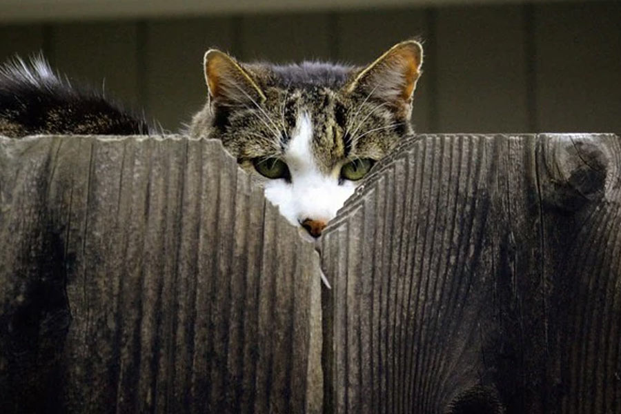 বিড়ালকে গুপ্তচর তৈরি করার কথা কার মাথায় প্রথম এসেছিল তা জানা যায় না। তবে এই প্রজেক্টের দায়িত্ব ছিল সিআইএ-এর ‘অফিস অফ টেকনিক্যাল সার্ভিসেস’ এবং ‘অফিস অফ রিসার্চ অ্যান্ড ডেভেলপমেন্ট’-এর উপর।