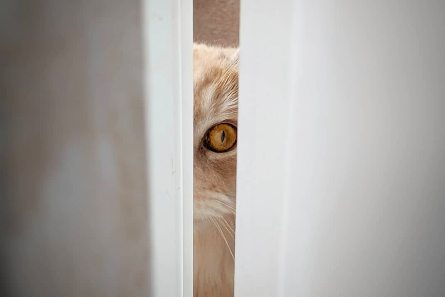 আটঘাট বেঁধে বিড়ালকে গুপ্তচর বানানোর প্রশিক্ষণ দিতে শুরু করে আমেরিকা। প্রজেক্টের নাম দেওয়া হয় ‘প্রজেক্ট অ্যাকোস্টিক কিটি’।