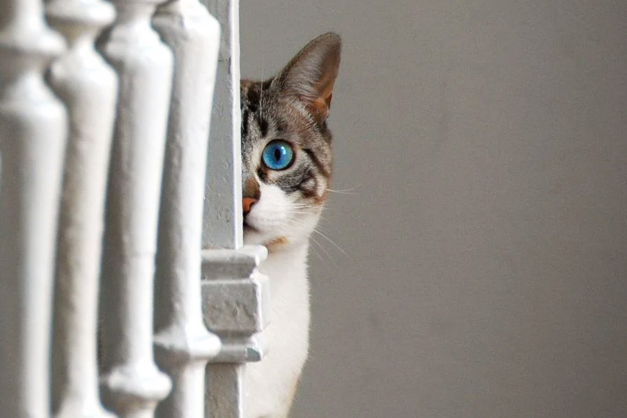 ভিক্টর জানান, প্রথমে প্রশিক্ষণ দেওয়ার জন্য একটি বিড়ালকে বেছে নেন তাঁরা। পরীক্ষা চালানোর জন্য বেছে নেওয়া হয় আরও কিছু বিড়ালকে। ওই বিড়ালগুলি কোনও অস্বাভাবিক আচরণ করছে কি না তা বিশেষ ভাবে পর্যবেক্ষণ করা হত। ভালমন্দ খাবারদাবারও দেওয়া হয় ওই বিড়ালগুলিকে।