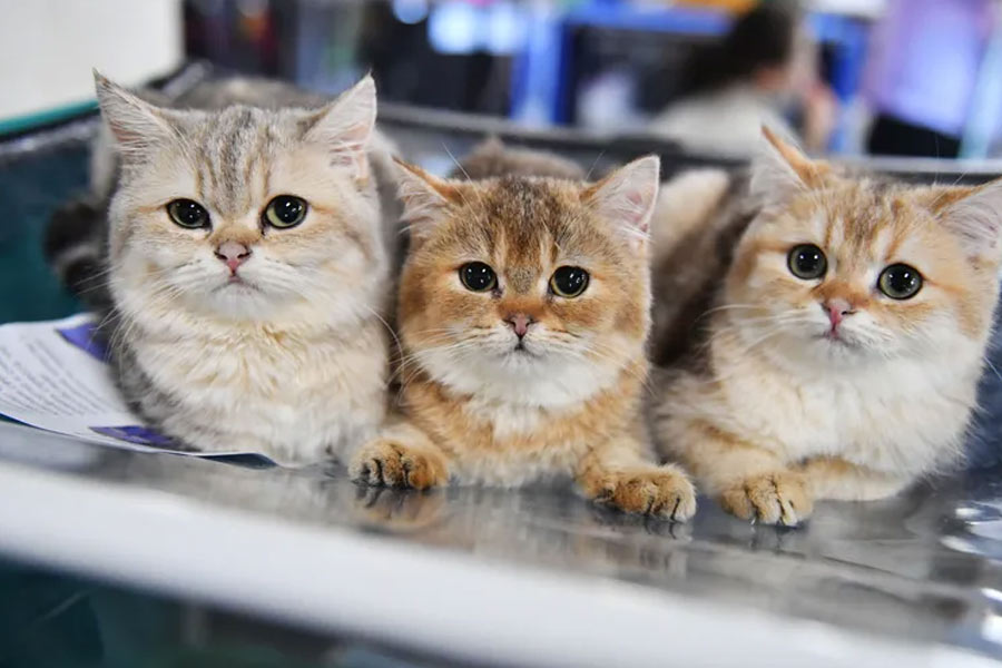 এর পর অস্ত্রোপচারের মাধ্যমে তাঁরা ওই বিড়ালগুলির মধ্যে একটি করে ব্যাটারি লাগিয়ে দেন। আরও বি‌ভিন্ন পরীক্ষা-নিরীক্ষা চালানো হয় ওই বিড়ালগুলির উপর।