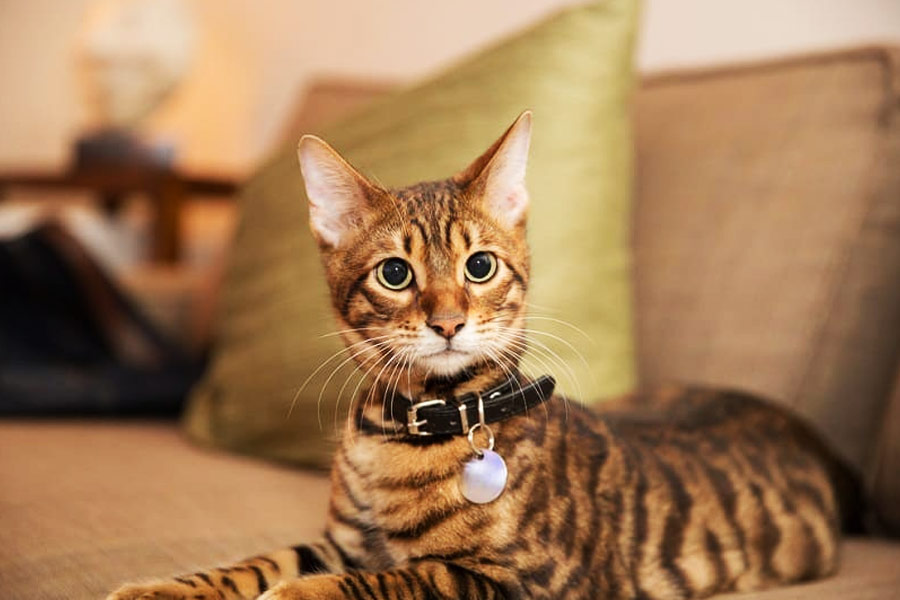 ‘প্রজেক্ট অ্যাকোস্টিক কিটি’-র উপর প্রায় পাঁচ বছর ধরে কাজ করে সিআইএ। এই পাঁচ বছরের মধ্যে বিভিন্ন ধরনের শব্দ রেকর্ড করার যন্ত্র লাগিয়েও পরীক্ষা চলে বিড়ালগুলির উপর।