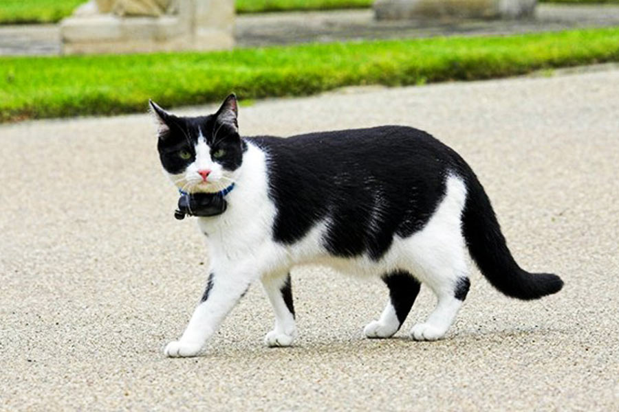 প্রাথমিক ভাবে দেখা যায়, বিড়ালগুলির উপর ট্রান্সমিটার, মাইক্রোফোন বা অ্যান্টেনা, যে যন্ত্রই লাগানো হচ্ছে, তা-ই তারা নখ দিয়ে ঘষে বা দাঁত দিয়ে নষ্ট করে ফেলছে। গবেষকরা মনে করেন, ওই যন্ত্রগুলি বিড়ালগুলির অস্বস্তির কারণ হয়ে দাঁড়াচ্ছে বলেই তারা এ রকম আচরণ করছে।