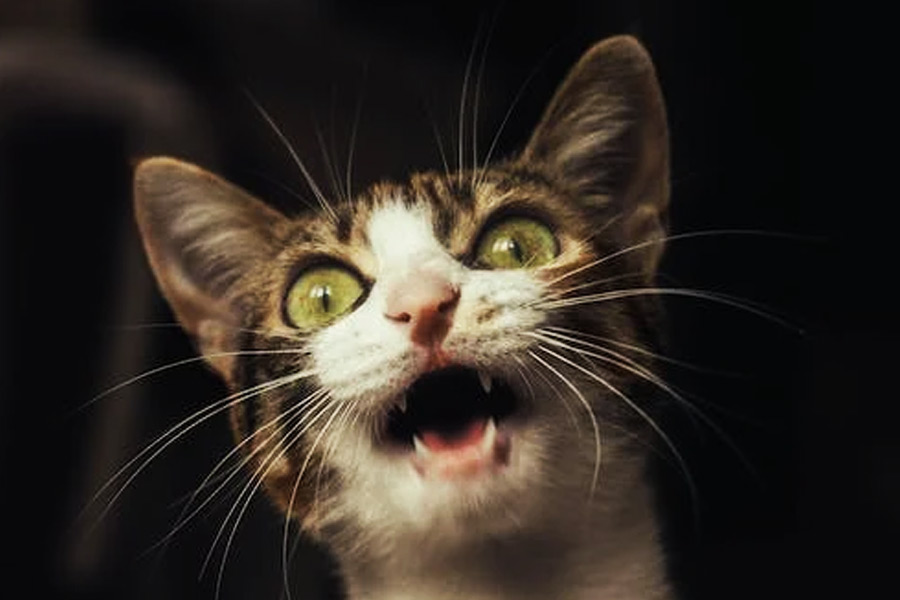 অনেক ভেবে গবেষকরা ঠিক করেন, এমন কোনও যন্ত্র ব্যবহার করতে হবে যার তাপমাত্রা বিড়ালগুলির শরীরের তাপমাত্রার সঙ্গে মানানসই হবে।