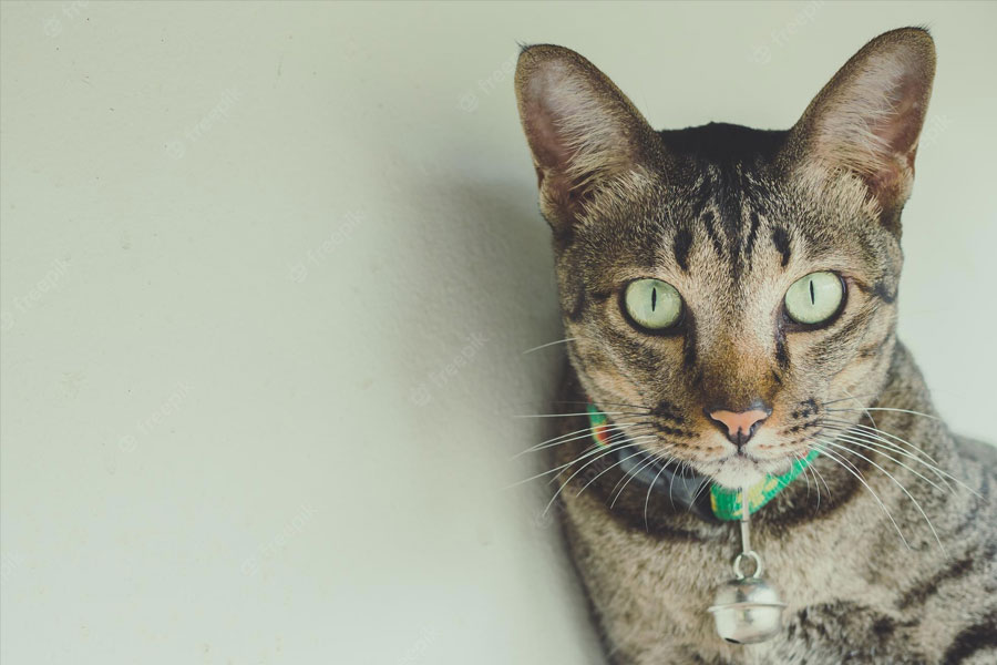 অনেক পরীক্ষা করে বিড়ালের খুলির পিছনে লাগানোর জন্য একটি ৩-৪ ইঞ্চি লম্বা ট্রান্সমিটার তৈরি করা হয়। সেই ট্রান্সমিটার এবং একটি মাইক্রোফোন লাগানোর জন্য খুলির পিছনে একটি সঠিক জায়গা খুঁজতে শুরু করেন বিজ্ঞানীরা।