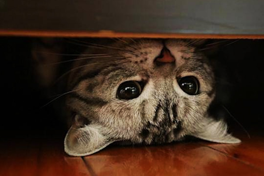 অবশেষে লাগানো হয় সেই ট্রান্সমিটার। বিড়ালের লোমে অ্যান্টেনার সূক্ষ্ম তার ঢেকে দেওয়া হয়। কিন্তু বড় ব্যাটারি নিয়ে সমস্যা দেখা দেওয়ায় তা খুলে লাগানো হয় অপেক্ষাকৃত ছোট একটি ব্যাটারি।