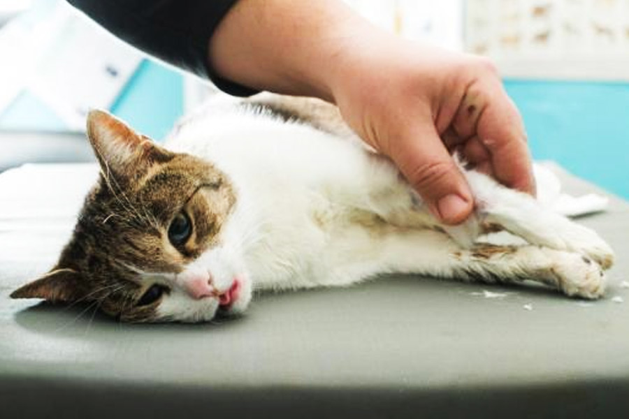 বিড়ালটির জ্ঞান ফেরার পর তার আচরণে অস্বাভাবিকতা লক্ষ করা যায়। গবেষকরা নিজেদের মধ্যে বলাবলি শুরু করেন, তাঁরা কোনও ভুল করে বসেননি তো?