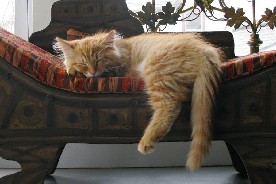 বিড়ালটির অবস্থার একটু উন্নতি হলে  দেখা যায় যে, খাবার নিয়েও তার ব্যবহারে পরিবর্তন এসেছে। খিদে পেলে বিড়ালটির ব্যবহারে পরিবর্তন লক্ষ করেন গবেষকরা। আবার অস্ত্রোপচার করে সমাধান করা হয় সেই সমস্যার।