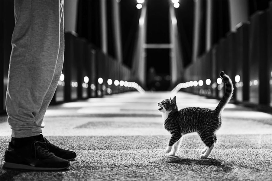 সিআইএ কর্তারা ঠিক করেন ওই ‘গুপ্তচর’ বিড়ালের দক্ষতা বুঝতে তাকে ল্যাব থেকে বার করে বাস্তবের দুনিয়ায় নিয়ে যাওয়া হবে।