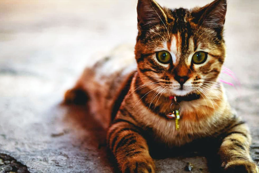 বিড়াল কতটা গুপ্তচর হয়ে উঠেছে, তা দেখতে তাকে প্রথম দিন একটি পার্কে নিয়ে যাওয়া হবে বলে ঠিক করা হয়। সিআইএর কাছে খবর ছিল যে, ওই পার্কের একটি বেঞ্চে দু’জন গুপ্তচরের একটি গোপন বৈঠক করার কথা। আর তাদের উপর নজরদারি চালাতেই পাঠানো হচ্ছিল বিড়ালটিকে।