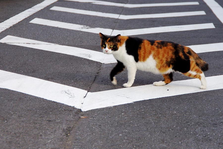 তবে প্রথম দিনই বিপর্যয় নেমে আসে আমেরিকার কোটি কোটি টাকার প্রজেক্টে। বিড়ালটি সিআইএর ভ্যান থেকে নেমে রাস্তা পেরিয়ে পার্কে যাওয়ার সময় দ্রুত গতিতে আসা একটি গাড়ি তাকে ধাক্কা মারে। রাস্তাতেই মৃত্যু হয় আমেরিকার গুপ্তচর বিড়ালের।
