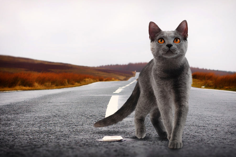 বিড়ালের মৃত্যুর পর সিআইএ আধিকারিকরা গিয়ে রাস্তা থেকে ওই বিড়ালের দেহাবশেষ তুলে নিয়ে আসেন। তাঁদের ভয় ছিল এই বিড়ালের মৃতদেহ অন্য কারও হাতে পড়লে অনেক তথ্য শত্রু দেশের হাতে চলে যেতে পারে।