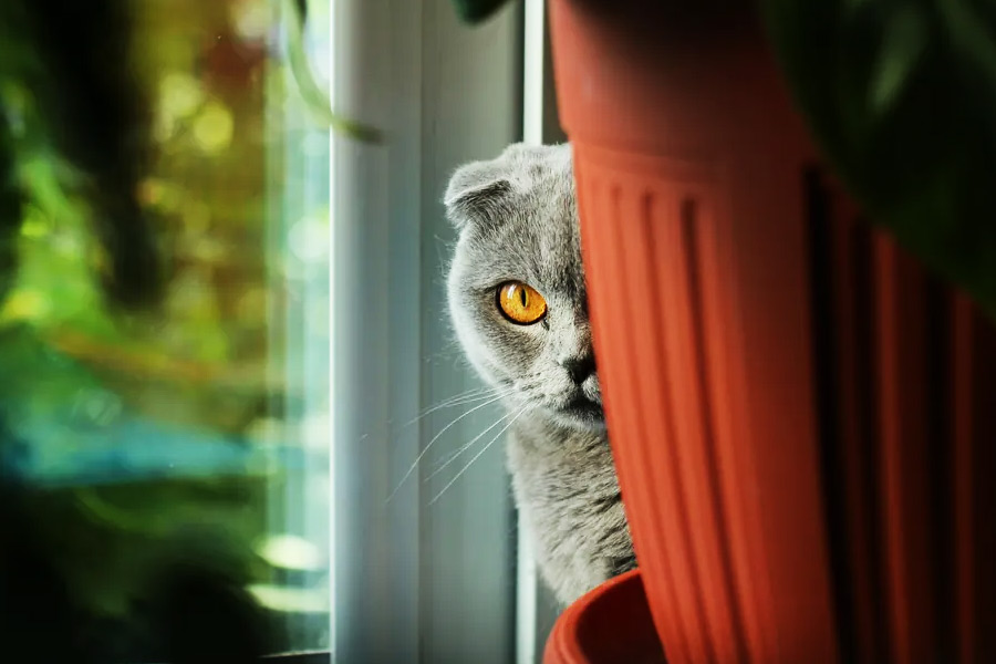 বিড়ালটির মৃত্যুর পর ১৯৬৭ সালে ‘প্রজেক্ট অ্যাকোস্টিক কিটি’ বন্ধ করে দেওয়ার সিদ্ধান্ত নেয় সিআইএ। সিআইএ কর্তারা এ-ও মেনে নেন যে এই প্রজেক্টকে বাস্তবায়িত করার সিদ্ধান্তই ভুল ছিল।