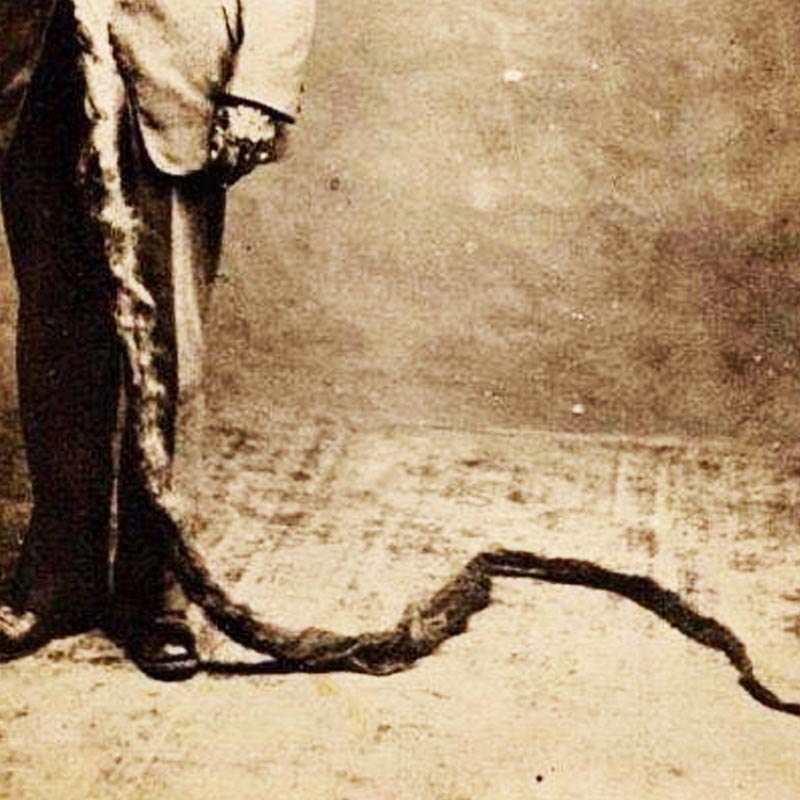 তাড়াহুড়োয় হান্স সে দিন দাড়ি ভাঁজ করে পকেটে ভরে রাখতে ভুলে গিয়েছিলেন। কেউ কেউ বলেন, তিনি দাড়ির দিকে নজর দেওয়ার সময়ই পাননি সে দিন।