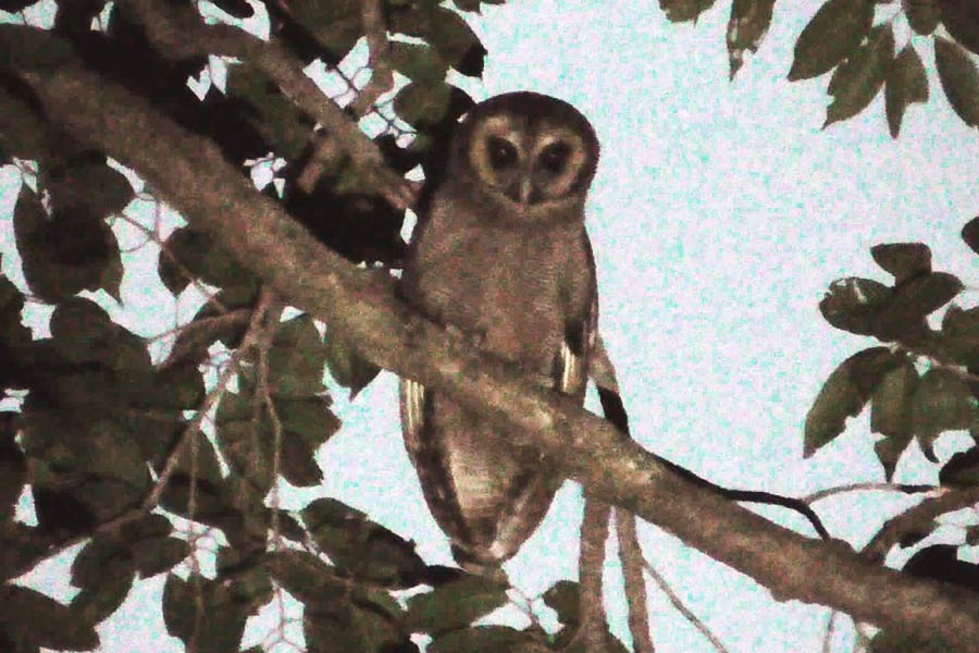 দক্ষিণবঙ্গে তোলা ব্রাউন উড আউলের প্রথম ছবি।