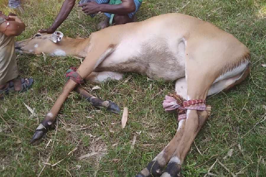 শেষ পর্যন্ত ধরা পড়েছে নীলগাই।