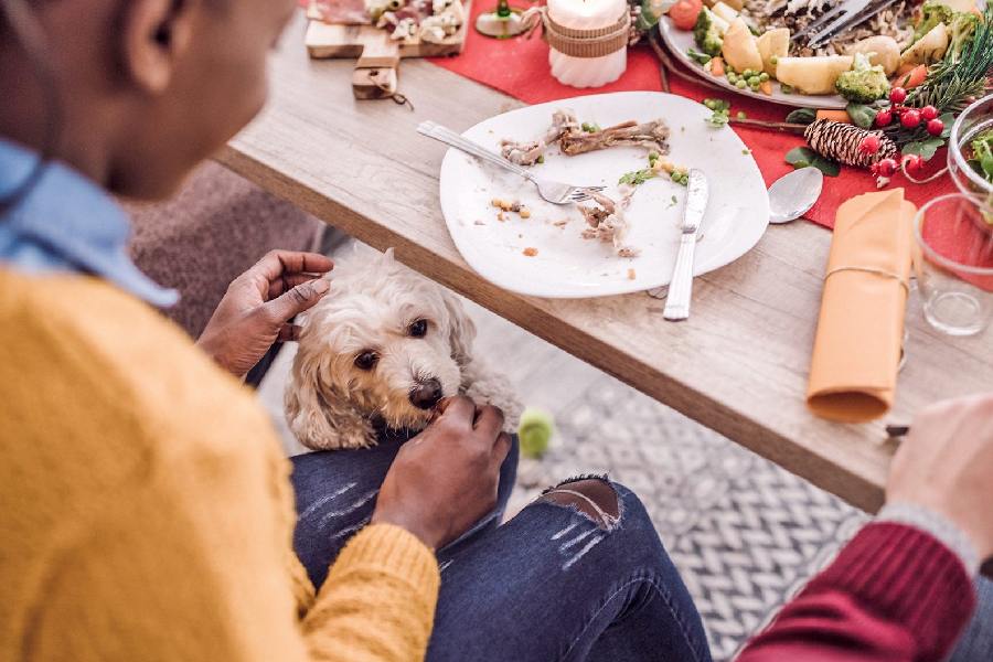 ওমেগা ৩ ফ্যাটি অ্যাসিডে ভরপুর সামুদ্রিক মাছ কুকুরদের দেওয়া যেতে পারে।