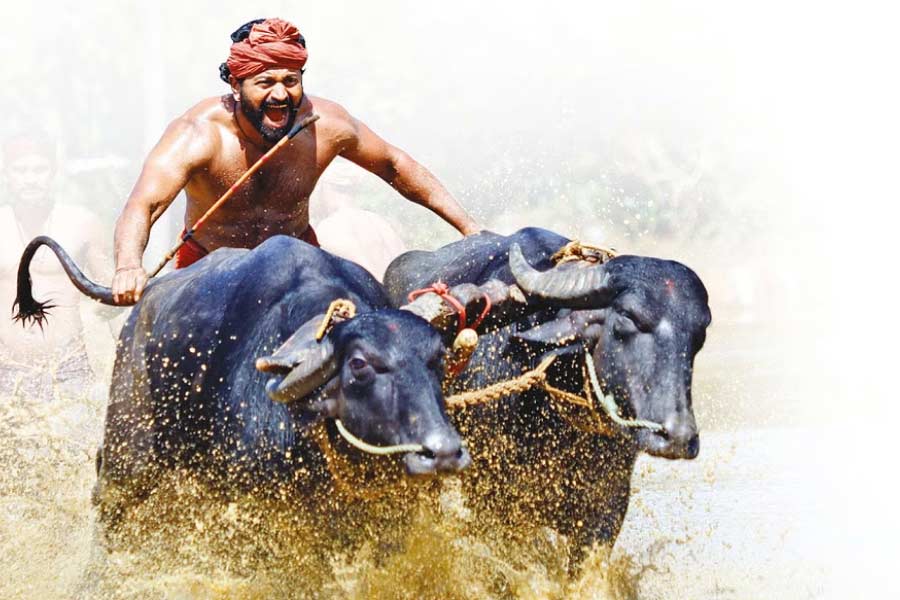 ২০১৬ সালে ‘রিকি’ ছবির মাধ্যমে পরিচালনায় আসেন ঋষভ। ছবিটি বক্স অফিস থেকে আশানুরূপ সাড়া না পেলেও পরিচালক হিসাবে ইন্ডাস্ট্রিতে তাঁর পরিচয় গড়ে ওঠে।