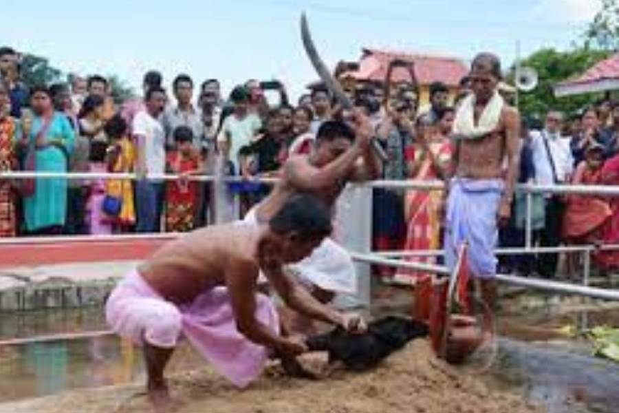 এই পুজো সম্পূর্ণ স্বতন্ত্র এর নিজস্বতায়। তবে উল্লেখযোগ্যভাবে এখনও এই পুজোয় এখনই পশুবলি প্রথা আছে। 