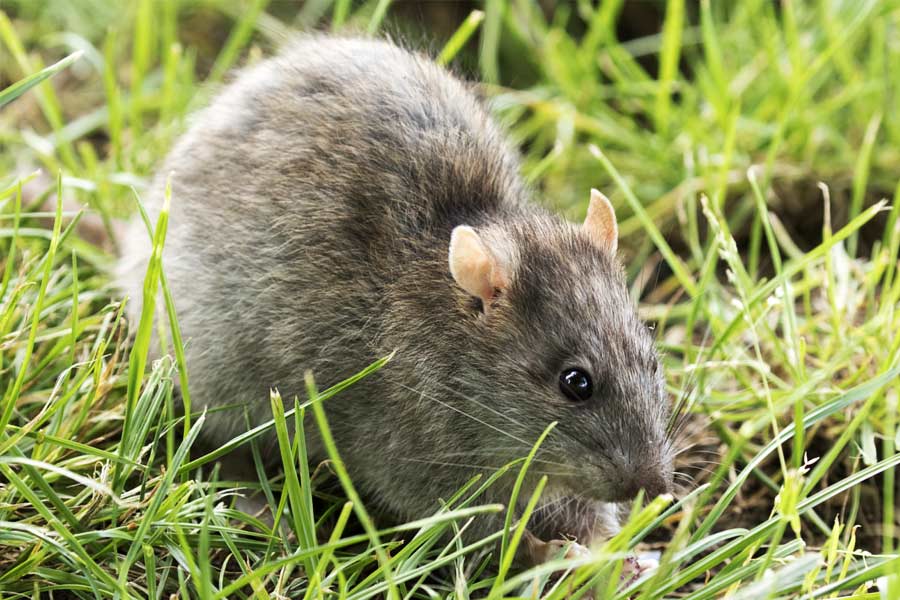 মাত্র চোদ্দো বছর বয়সে ম্যাক্সিম একটি কারখানায় শিক্ষানবিশ হিসাবে যোগ দেন। সেই কারখানায় ঘুরে বেড়াত প্রচুর ইঁদুর। ইঁদুরের দৌরাত্ম্যে নাজেহাল অবস্থা হয়েছিল কর্মীদের। ইঁদুরদের জন্য বিস্তর জিনিসপত্রও নষ্ট হচ্ছিল।