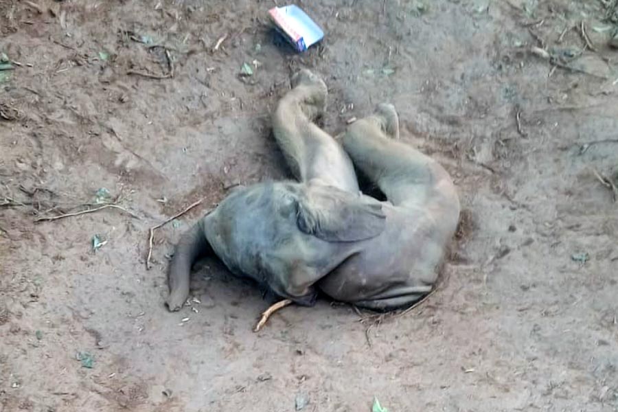 চা বাগানে পড়ে হস্তিশাবকের মৃতদেহ।