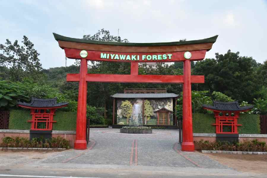 তবে রবিবার গুজরাতের কেভাডিয়ার একতানগরে পর্যটকদের জন্য আরও একটি নতুন আকর্ষণ খুলতে চলেছে। স্ট্যাচু অফ ইউনিটির পাদদেশে একটি ঘন জঙ্গলের উদ্বোধন করতে চলেছেন মোদী। নাম 'মিয়াওয়াকি অরণ্য'।