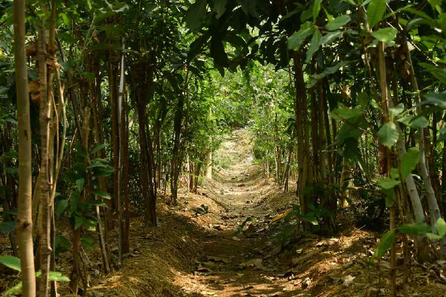 গাছের রকমফের অনুযায়ী ভাগ করে দেওয়া হয়েছে মিয়াওয়াকির অরণ্যকে। ফুলের গাছ, ফলের গাছ, কাঠ ব্যবহার করা যায় এমন গাছ, ওষধি গাছ, এমনকি, বিরল জাতের গাছেরও আলাদা চত্বর রয়েছে মিয়াওয়াকি জঙ্গলে।