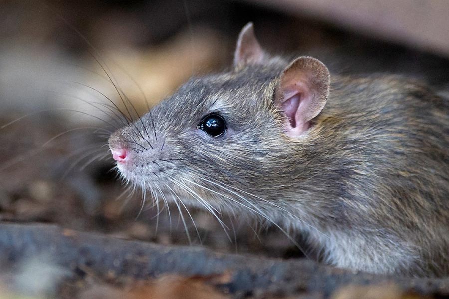 লিওনার্ডের কিছু কিছু স্বভাব দেখে ছোট থেকেই তাঁর মধ্যেকার খুনি সত্তার পরিচয় পাওয়া গিয়েছিল। তদন্তকারীদের দাবি, তিনি ছোটবেলায় ইঁদুর বা ওই জাতীয় ছোট প্রাণীদের ধরে ধরে মারতেন। তার পর তাদের দেহ অ্যাসিড ঢেলে পুড়িয়ে দিতেন।।