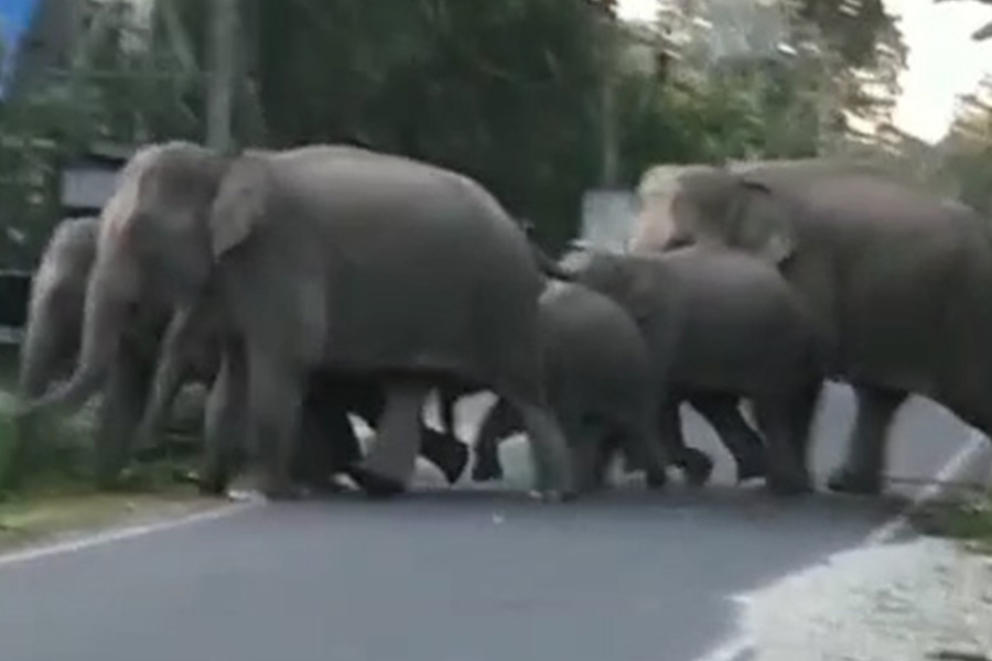 An Elephant Calf Can't Control Its Trunk For The First Year