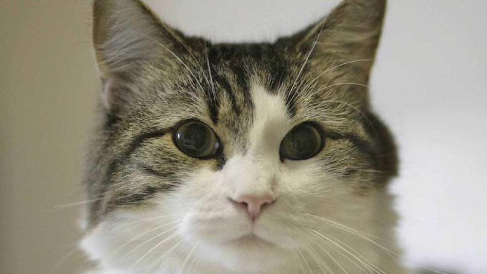 ‘অস্কার-দ্য হসপিস ক্যাট’। আশ্চর্য ভাবে মৃত্যু বুঝে নেওয়ার দক্ষতা ছিল আমেরিকার এই বিড়ালের। আর সেই কারণেই বিখ্যাত এই বিড়াল। 