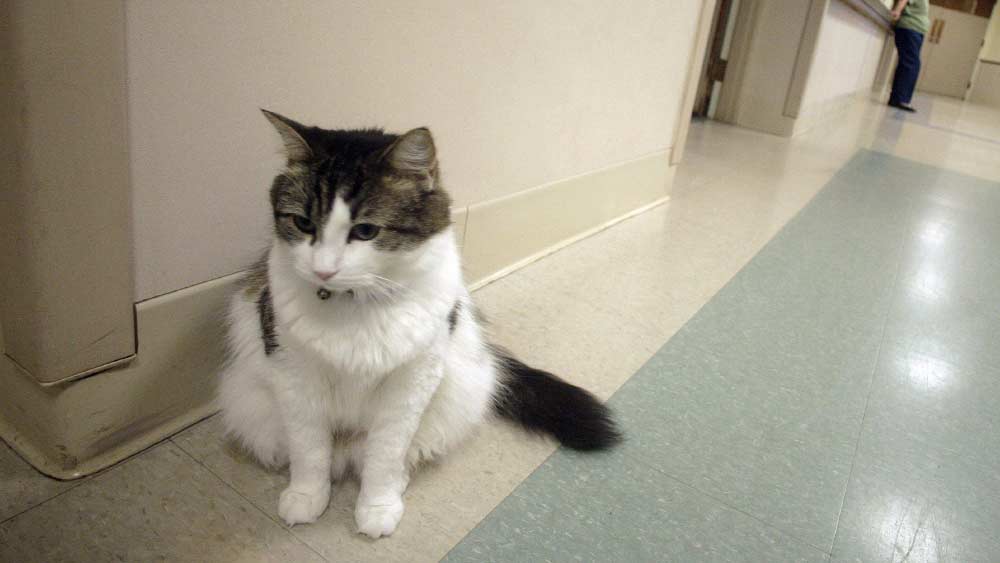 ২০০৫ সাল থেকে শুশ্রূষাকেন্দ্রে থাকতে শুরু করে অস্কার। ওই চিকিৎসাকেন্দ্রে অস্কার-সহ মোট ছ’টি ‘থেরাপি ক্যাট’-কে নিয়ে আসা হয়।