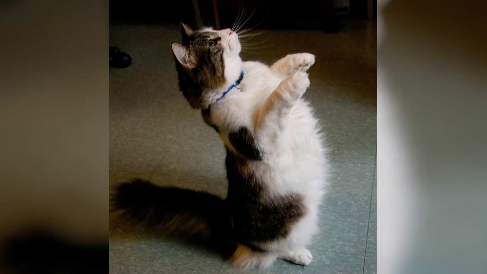 ২০০৭ সাল নাগাদ অস্কার খবরের শিরোনামে উঠে আসে। ‘নিউ ইংল্যান্ড জার্নাল অফ মেডিসিন’-এ ‘জেরিয়াট্রিশিয়ান’ (যাঁরা সাধারণত বয়স্ক মানুষদের চিকিৎসা করেন) ডেভিড ডোসার লেখা একটি নিবন্ধে প্রথম প্রকাশ্যে আসে অস্কারের কাহিনি। 