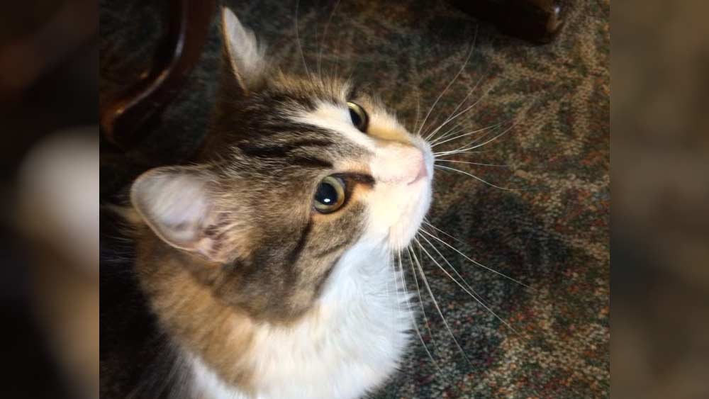 বেশির ভাগ সময়ই সে একা একা থাকত। তাকে কেউ কাছে টানার চেষ্টা করলে সে বিরক্তই হত। হাসপাতালের অনেক কর্মী তাকে ‘মেজাজি বিড়াল’ বলেও ডাকতেন।