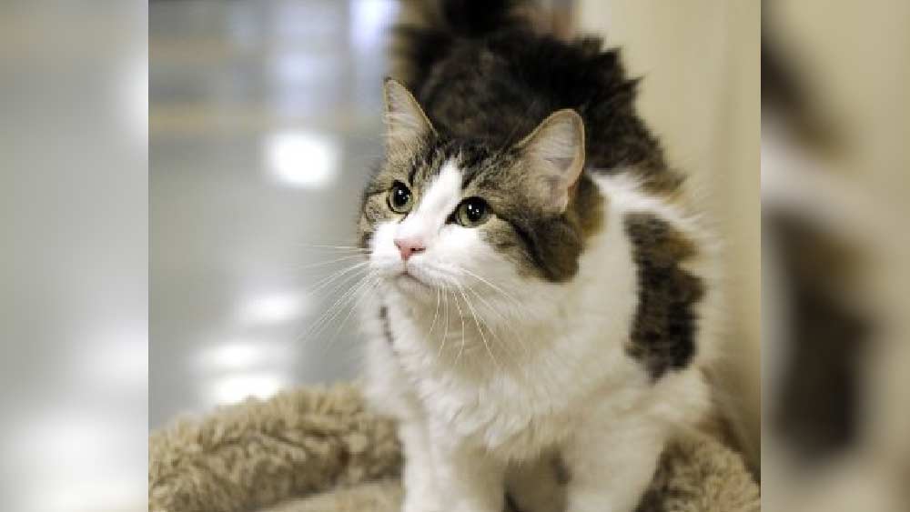 চলতি বছরের ২২ ফেব্রুয়ারি কিছু দিন অসুস্থ থাকার পর অস্কারের মৃত্যু হয়। মৃত্যুর সময় তার বয়স হয়েছিল ১৭ বছর।