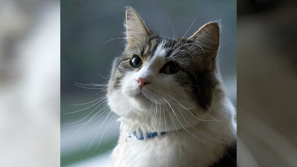 অস্কার প্রায় ছ’মাস ওই চিকিৎসাকেন্দ্রে থাকার পরে হাসপাতাল কর্মীরা লক্ষ করেন, সে প্রায়ই রোগীদের পাশে গিয়ে ঘুমোতে পছন্দ করে। আর এর ঠিক কয়েক ঘণ্টার মধ্যেই ওই রোগীর মৃত্যু হয়।