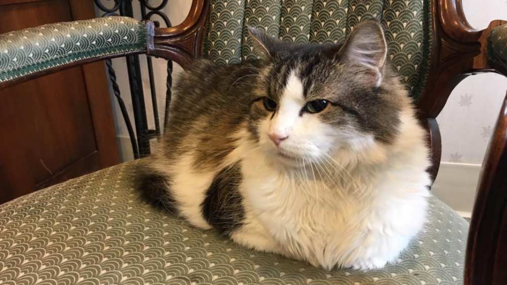 জোয়ান টেনো নামে এক চিকিৎসকের নজরে প্রথম এই বিষয়টি আসে। তিনি লক্ষ করেন যে, রোগীদের মারা যাওয়ার দু’ঘণ্টা আগে সেখানে এসে উপস্থিত হয় অস্কার।