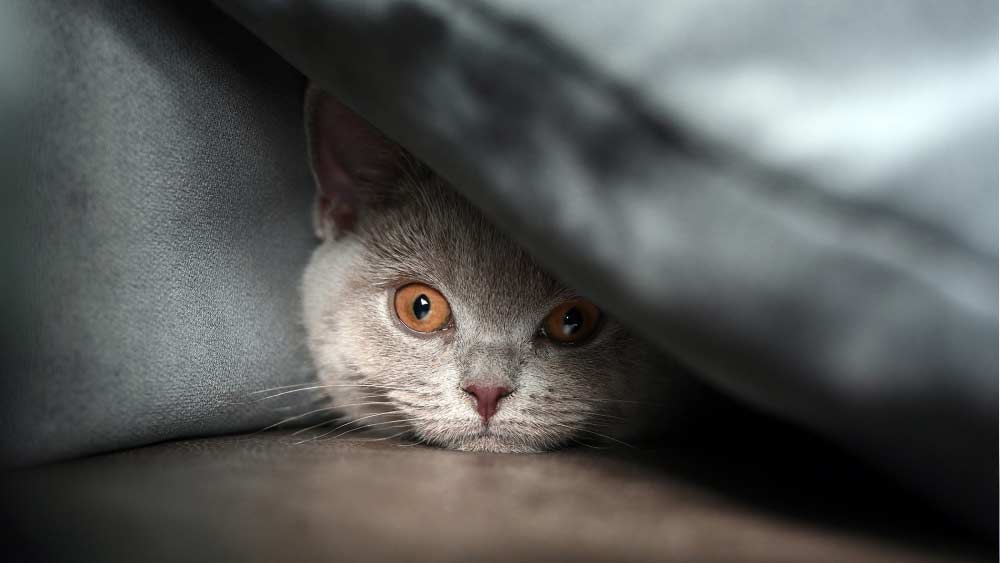 অনেকে অস্কারকে অলৌকিক ক্ষমতার অধিকারী মনে করলেও অনেকে মনে করতেন, রোগীদের নড়াচড়ার ক্ষমতা এবং তাঁদের শরীরে মৃত কোষ থেকে নিঃসৃত জৈব রাসায়নিক পদার্থের গন্ধ পেত এই বিড়াল। আর এই গন্ধ পাওয়ার পরই ওই রোগীর পাশে গিয়ে ঘুমোত অস্কার।